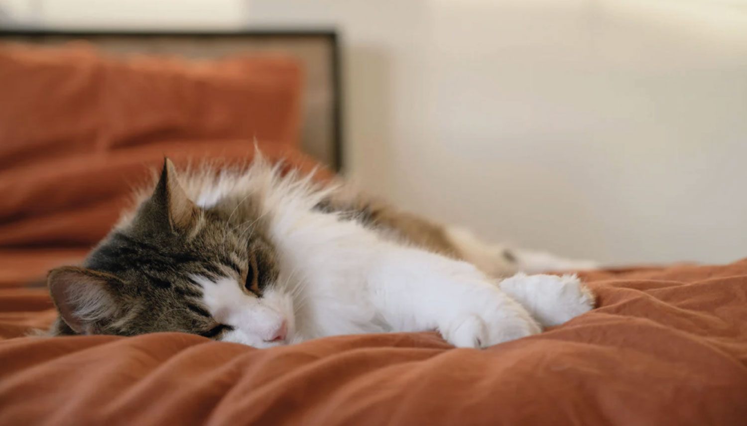 Tutto per i Gatti.