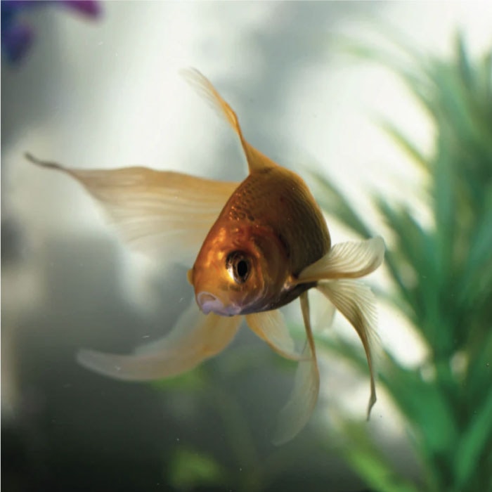 Pesci e Animali d'Acqua