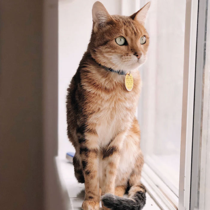 Gatti