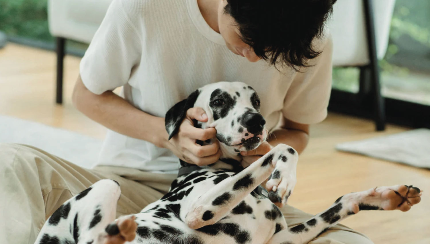 Prodotti per Cani.